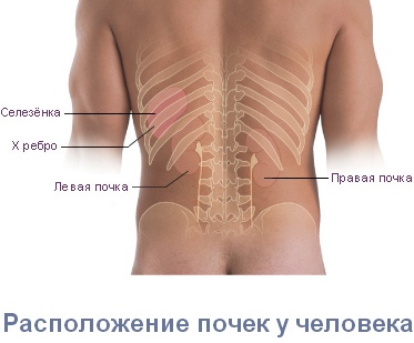 Заболевания почек – одна из возможных причин боли в пояснице Изображение 4: Болит поясница - клиники АО Семейный доктор